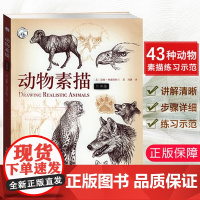 动物素描版 动物素描速写手绘绘画步骤示范技法教学动物素描素材临摹 描初学基础入门怎么样画动物素描教程教材西方经典技法