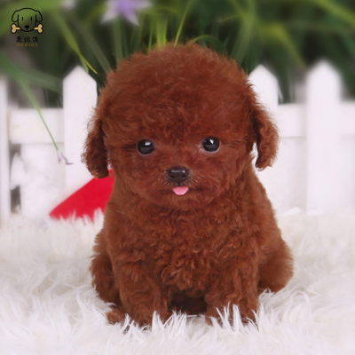 麦比佳 泰迪犬幼犬 泰迪犬狗狗活体茶杯犬泰迪宠物狗小体玩具型长不大微小体贵宾犬泰迪贵宾杯子狗视频挑选包健康狗狗