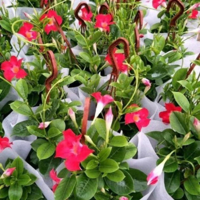 回固万里飘香腾花双喜藤万里飘香藤花盆栽红婵花带花苞发货四季开花蓝飘香藤红花一盆4棵价格（带花苞不含盆