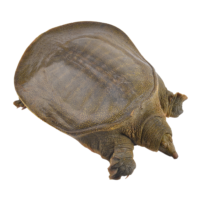 5斤天明生态放养甲鱼活鲜活食用青黄母甲鱼滋补营养