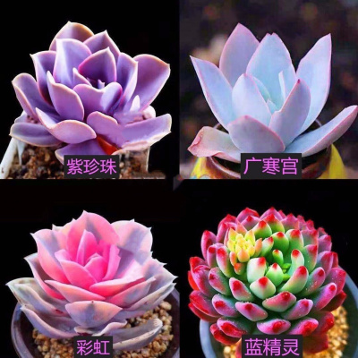 群生多肉-多肉多肉植物胭脂云金小球玫瑰玉露盆栽花卉紫珍珠+广寒宫+彩虹+蓝精灵