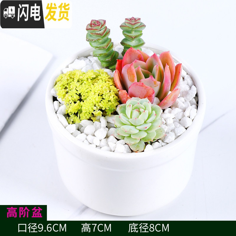 三维工匠多肉花盆白色陶瓷盆长方形肉肉植物简约白瓷多肉盆小绿植花卉盆器 高阶盆[口9.6X9.6X高7] 中等花盆容器