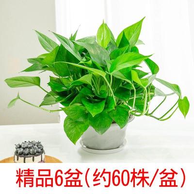 绿萝盆栽室内弹痕净化空气绿萝长藤垂吊水培植物盆景大绿箩180精品绿萝4盆带盆栽好