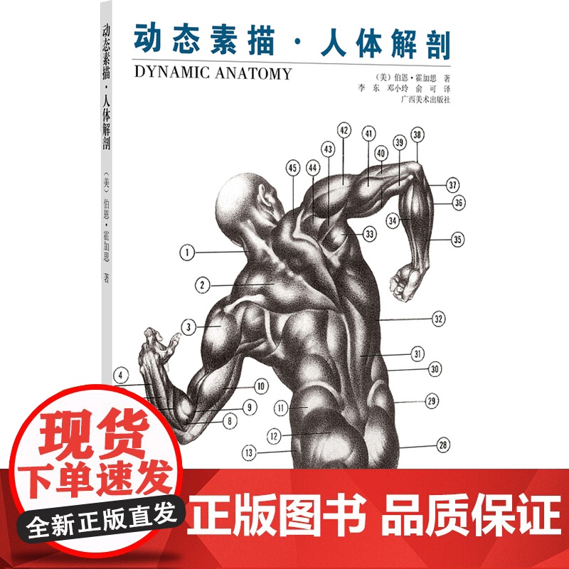 动态素描. 人体解剖