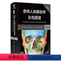 [正版]奈特人体解剖学图谱 第8版彩色神经系统肌肉骨骼生理学基础肌动学尸变图鉴列车格氏结构和功能八版正常2023法医版