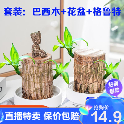 工厂特卖-巴西木幸运木水养植物小盆栽办公室内桌面格鲁特四季树桩水培绿植环欧行