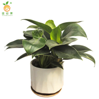 廷豪果 绿钻盆栽 XZ-1467# /盆