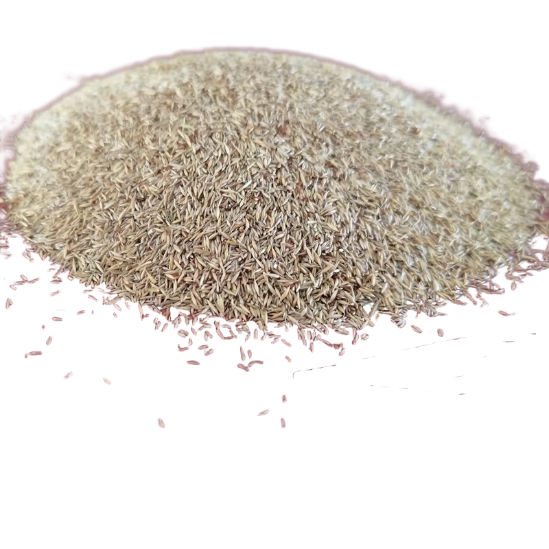 诚智旺 河堤护坡草草籽 净籽/千克