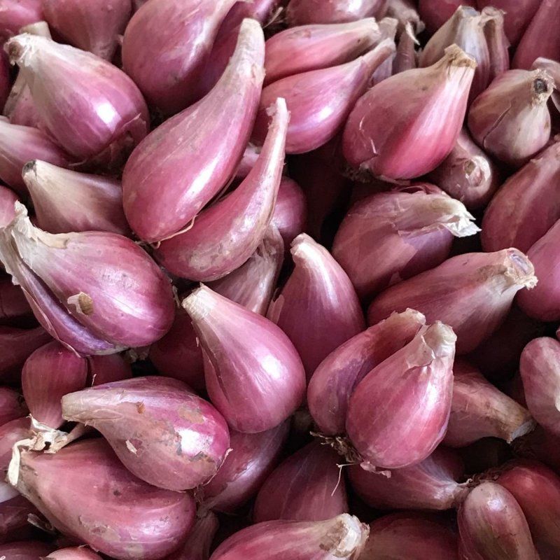 赛卡伊 四川红葱头种 特香火葱头小香葱干红葱头熬葱油批发 1斤半斤