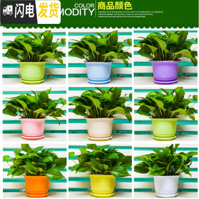 三维工匠波浪花边莲花盆塑料树脂仿陶型大花盆多肉绿萝花盆可水培送托盘 混色[开孔留言] 3个特大+3个大号花盆容器