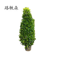 路轶森 非洲茉莉1.2m 棵