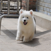 麦比佳 萨摩耶犬幼犬 萨摩耶犬狗狗活体纯种血统中大型雪橇犬萨摩大骨架熊版澳版微笑天使纯白色萨摩耶宠物狗狗