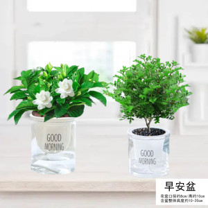 [补贴10%]栀子花盆栽九里香水培茉莉花卉绿植物室内四季开花客厅大型绿箩