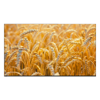 海尔85英寸超高清智能电视一级能效博卡灰铝合金边框支持HDR和语音控制