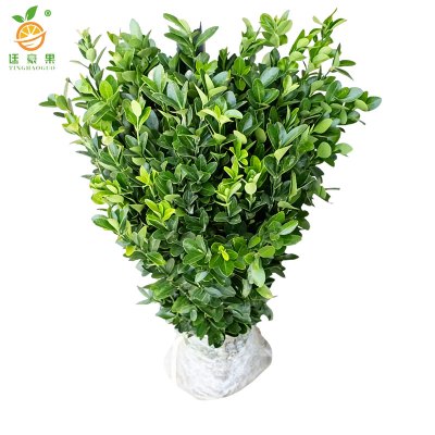 廷豪果 磷肥 磷酸二氢钾 农用叶面肥99%磷肥 /斤