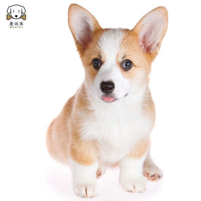 麦比佳 柯基犬活体 柯基犬幼犬狗狗活体纯种血统双色三色小体柯基狗 威尔士短腿迷你后臀可爱狗狗视频挑选