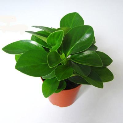 津沽园艺绿植套装豆瓣绿青叶碧玉办公室盆栽室内花卉中盆装