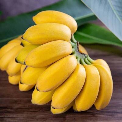 [熊猫鸟]西贡香蕉 净重9斤 箱装 新鲜当季水果 香甜软糯 孕妇宝宝辅食