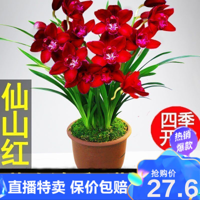 特卖精选严选直销-浓香型兰花苗大花蕙兰墨兰花卉盆栽室内阳台绿植四季常青植物盆景环欧行仙山红掌柜推荐-2苗