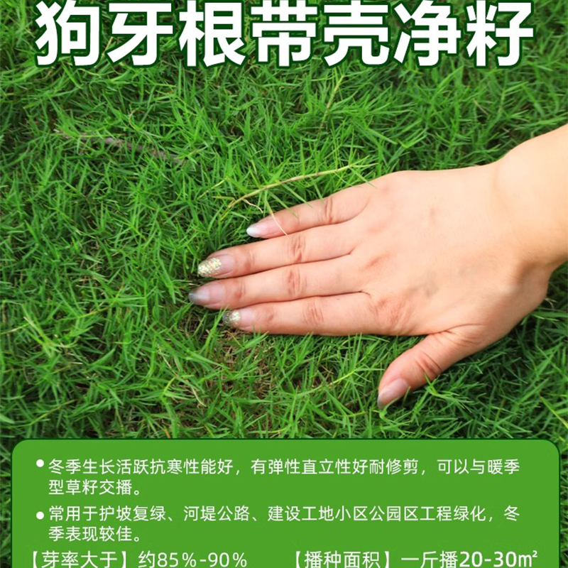 苏宁 草坪草籽 四季常青庭院绿化草种子 狗牙根净籽1斤