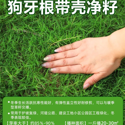 苏宁 草坪草籽 四季常青庭院绿化草种子 狗牙根净籽1斤