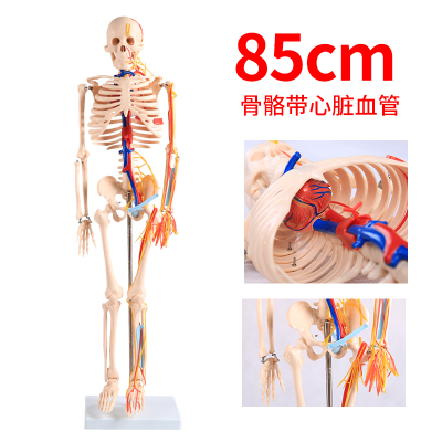 2020热卖85cm180cm人体骨骼模型骨架带肌肉模型仿真可拆卸医学正BIX-A1005