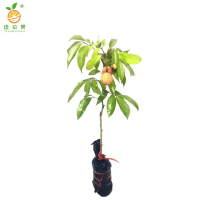 廷豪果 荔枝树 高1.5-2m /棵