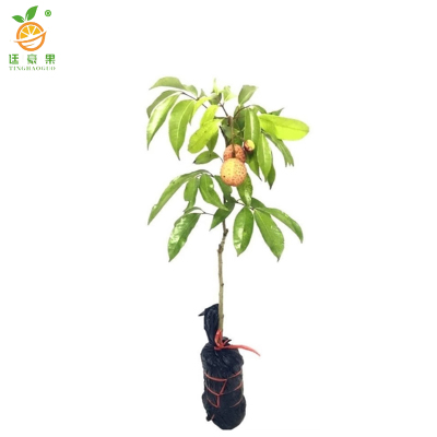 廷豪果 荔枝树 高1.5-2m /棵