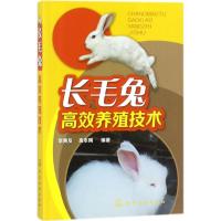 毛兔 效养殖技术