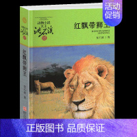 红飘带狮王 [正版]沈石溪动物小说大王品藏书系全集十大经典狼王梦后一头战象狼国女王斑羚飞渡红飘带狮王第七条猎狗白象家族精