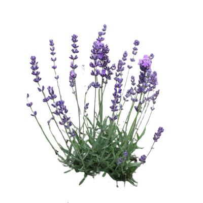 诚智旺 薰衣草 YXC-1/棵