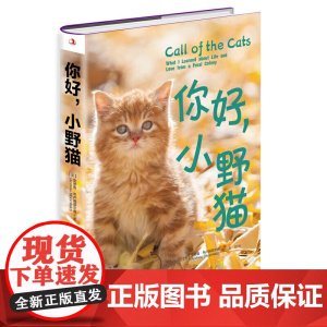 你好,小野猫