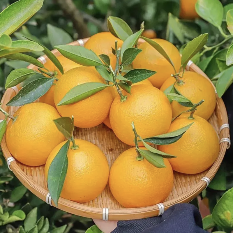 湖北屈乡精品桃叶橙脐橙时令水果新鲜水果年货三峡长江边咪咪甜橙中