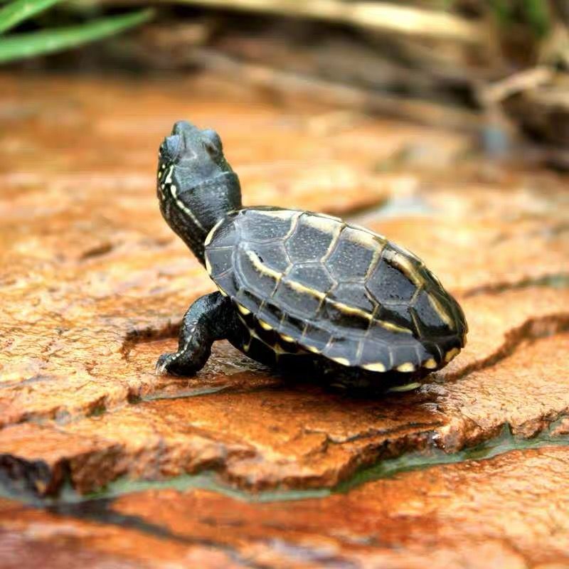乌龟苗小乌龟活物宠物爬宠金线龟招财龟情侣观赏龟 1-2cm(不适合新手)