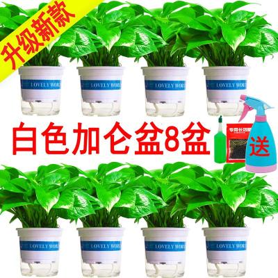 吸除甲醛净化空气大叶绿萝盆栽室内植物长藤垂吊水培绿12cm自动吸水白加仑盆绿萝8盆-+送喷壶+营养液+肥料带盆栽好