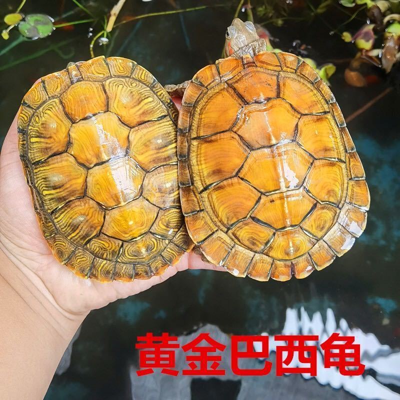[黄金巴西]一对大乌龟活体巴西龟宠物龟家养超大黄金乌龟小批发 10-11