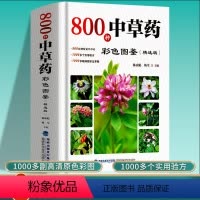 [正版]800种中草药彩色全图鉴精选版 中草药抓配彩图大全书 中药材大百科本草纲目彩色图鉴 中医基础理论中草药识别中医