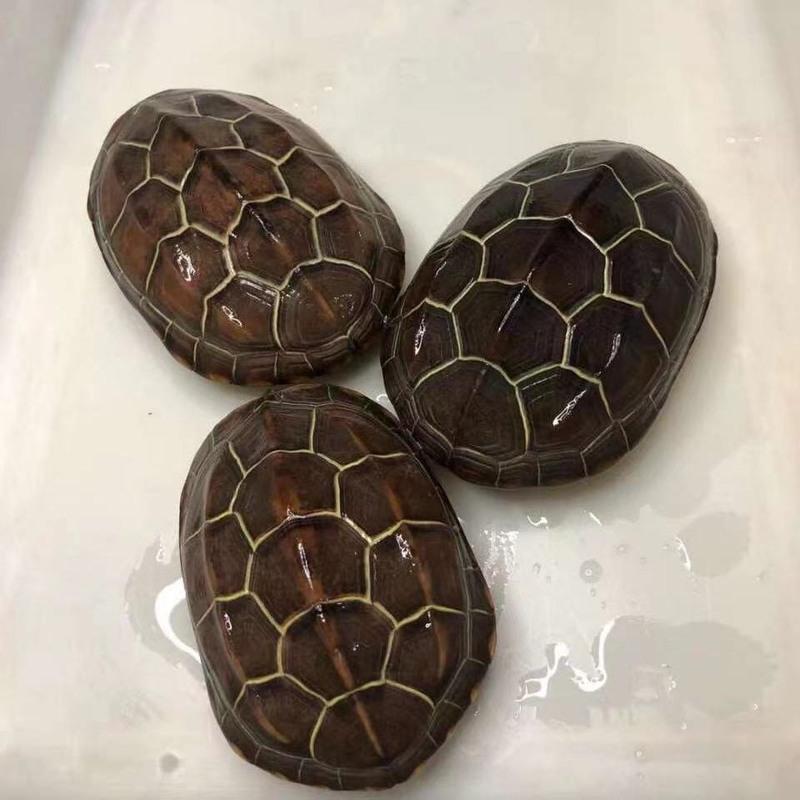 苏北金线草龟活体宠物乌龟好养活深水乌龟中华草 7-8厘米金线草龟