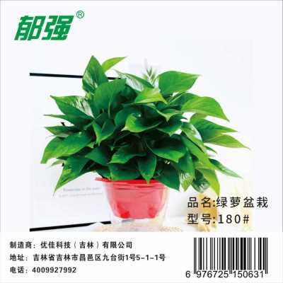 郁强 绿萝盆栽 180#/罐 水培植物过道装饰植物容易养护含盆栽好