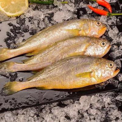 整箱5斤花鱼冷冻大鱼小鱼海鲜活鲜大海鱼年货一斤 5