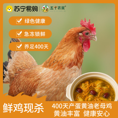 [五个农民] 400天黄油老母鸡1000g 养足400天 黄油丰富