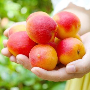 [西沛生鲜]新鲜胭脂红杏 净重4斤