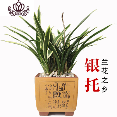 封后臻香银托兰花苗金边墨兰浓香线艺花卉盆栽室内观花植物观叶盆栽 2