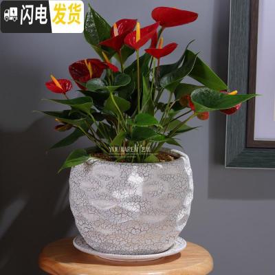 三维工匠欧式花卉陶瓷植物花盆创意鲜花摆件阳台虎尾兰吊兰花盆大号花卉盆 经典格纹金裂(含托盘) 大花盆容器