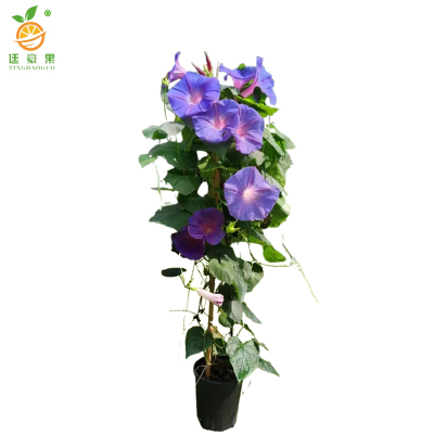 廷豪果 牵牛花 20cm /株