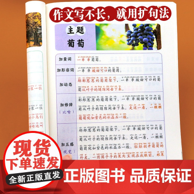 小学语文扩句法每日晨读337看图写话下学期60天优美句段篇积累仿写练习一二三年级五感法写作文好词好句好段大全一看就会优美