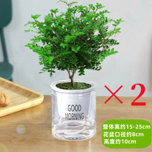[补贴10%]清香胡椒木盆栽花卉室内外驱蚊草植物树苗老桩盆景九里香绿植客厅