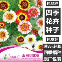菊花花束图片 菊花花束图片大全 苏宁易购