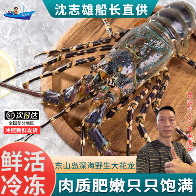 [国产]沈志雄船长 东山海捕海鲜大龙虾澳龙海捕花龙闪电龙中华锦绣龙虾800-900g/只海鲜礼盒年货