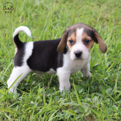 比格犬幼犬 宠物狗比格犬狗狗活体纯种双血统短毛猎兔犬比格鲁 中小型高智商家庭犬比格打猎狗视频挑选包健康